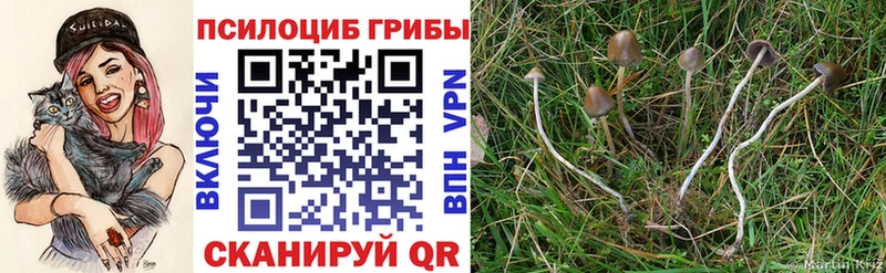 как найти Гатчина Галлюциногенные грибы GOLDEN TEACHER
